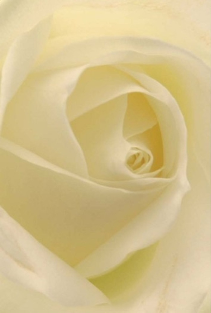 Viewed close-up, a classic white rose offers a sanctuary of tranquility and beauty, its soft, layered petals spiraling toward a hidden heart. Gentle shades of white and cream blend into one another, reminiscent of the soft mists that settle over Coulsdon's green spaces. Light flows through each petal, as if the bloom are aglow from within, adding a quiet glow to local celebrations, romantic gestures, or expressions of sympathy. The subtle variations of colour and shadow conjure the peaceful pace of Riddlesdown woods or the hush of a Coulsdon afternoon. This rose suggests an unspoken purity and resilience in its centre-a mirror to the heartfelt exchanges and honest connections in the community. Its understated fragrance and perfect form reflect the skill and dedication of Florist Coulsdon, always aiming to bring a touch of calm beauty into neighbourhood homes.